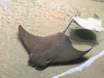 High angle view of crab on sand