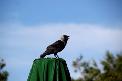 Side view of crow perching on pole against sky