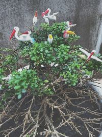 High angle view of bird perching on plant