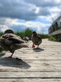Pigeons perching on wood