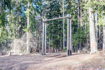 View of pine trees in forest