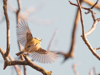 Close-up of a blue tit perching on branch