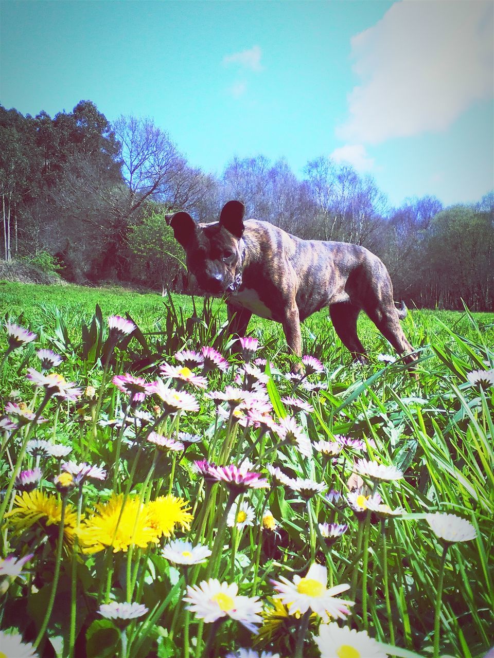 animal themes, flower, one animal, domestic animals, mammal, field, grass, pets, growth, plant, nature, beauty in nature, freshness, sky, grassy, blooming, standing, landscape, full length, no people