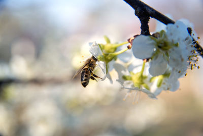 Close-up of bee pollinating on flower