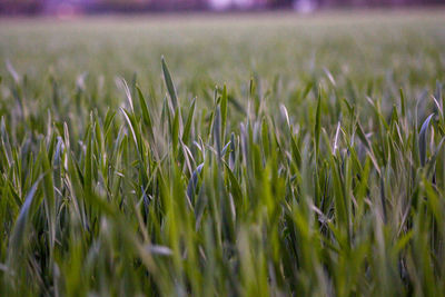 Close-up of stalks in field