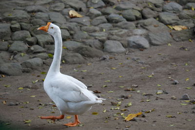 View of white duck