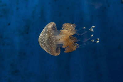 Close-up of fish underwater