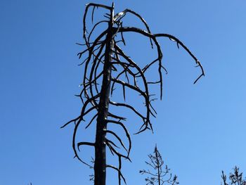 Low angle view of bare tree against clear blue sky