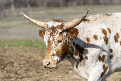 Close-up of cow on field