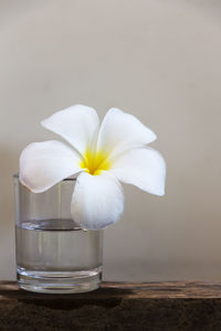 Close-up of white flower