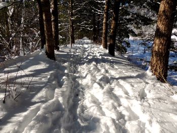 Snow covered trees in forest