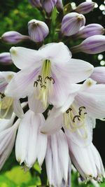 Close-up of flower blooming