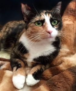 Close-up of cat against black background