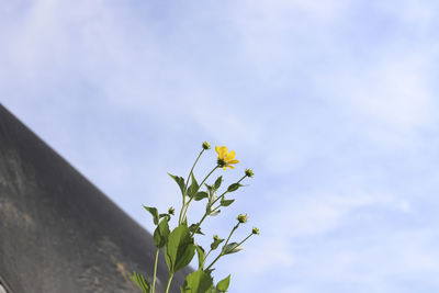 Low angle view of yellow flowering plant against sky