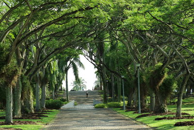 Palm trees in park