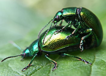 Close-up of two beetles mating