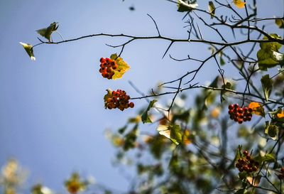 Low angle view of pink flowers blooming on tree