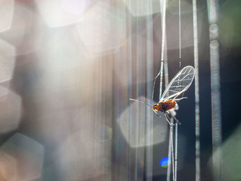 Close-up of insect on spider web