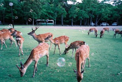 Herd of spotted deer with bubbles in the meadow