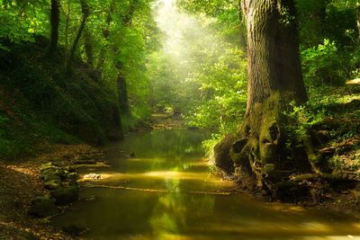 Trees growing in forest