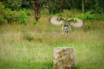 Owl in flight against woodland 