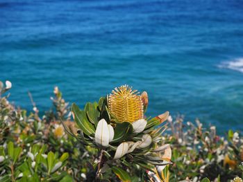 Close-up of yellow flowers blooming by sea