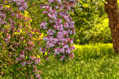 Close-up of purple flowering plant