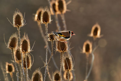 Close-up of bird on flower