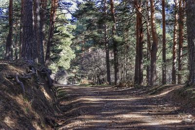 Road amidst trees in forest