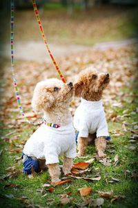 Puppies looking up