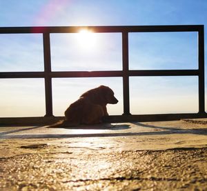 Dog sitting in a window