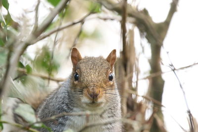 Close-up of squirrel on tree