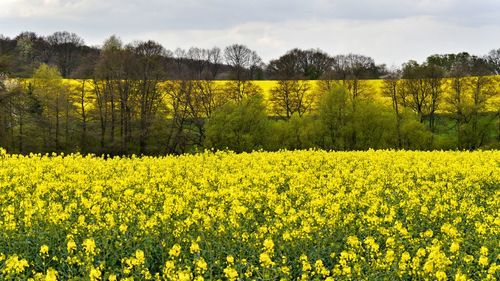 Scenic view of oilseed rape field against sky