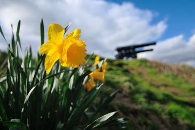 Close-up of yellow daffodil blooming on field against sky