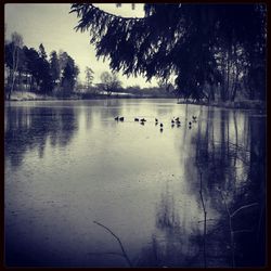 Reflection of trees in water