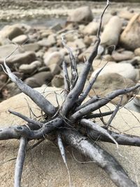 Close-up of driftwood on beach