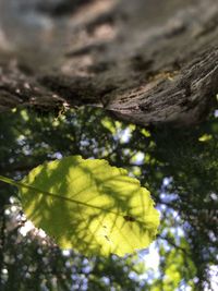 Low angle view of leaves on tree