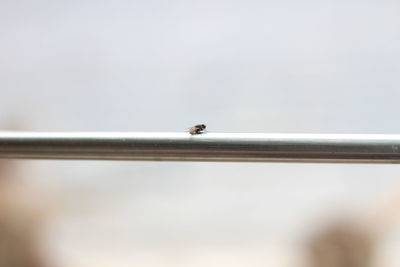 Close-up of bird perching against sky