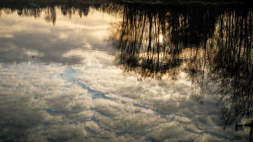 Reflection of trees in lake