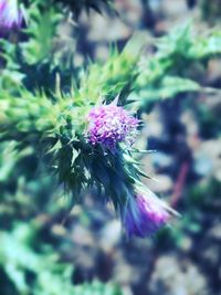 Close-up of thistle blooming outdoors