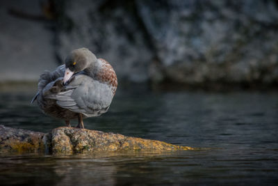 Seagull perching on a rock