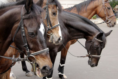 Row of horses standing on street