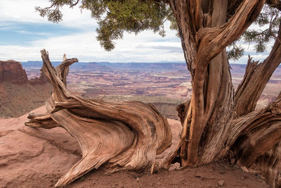 View of tree in desert