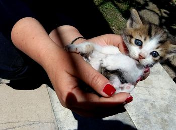 High angle view of woman holding kitty