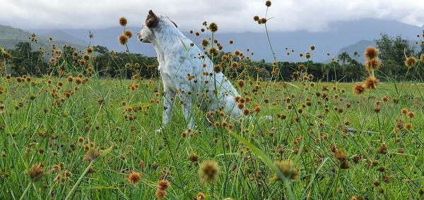 Plants growing on field