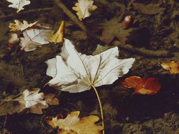 High angle view of maple leaves floating on water