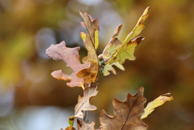 Close-up of dried leaves on plant during autumn