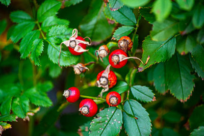 Close-up of red berries growing on tree