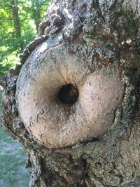 Close-up of tree trunk