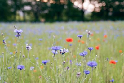 Close-up of purple flowering plants on field